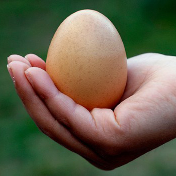 اثرات مصرف تخم‌‌‌‌‌‌‌مرغ‌ بر روی سلامت